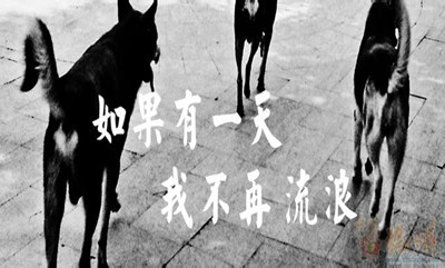 2019年國家公務(wù)員考試申論熱點(diǎn)：流浪犬管理考驗(yàn)社會管理水平